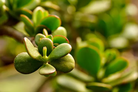Succulents 4K Wallpaper · flowers · 3840×2560