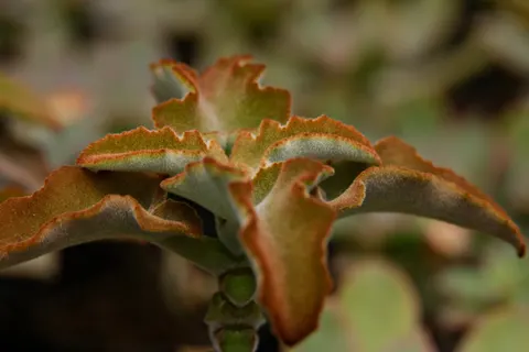 Succulents 4K Wallpaper · flowers · 3840×2561