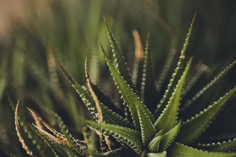 Succulents 4K Wallpaper · flowers · 3840×2560
