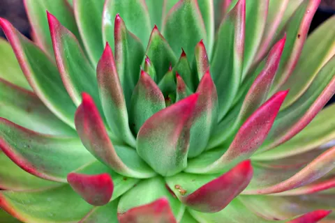 Succulents 4K Wallpaper · flowers · 3840×2561