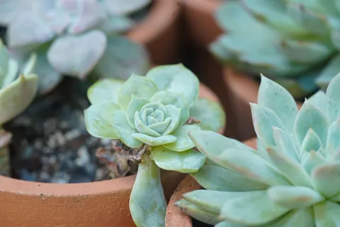Succulents 4K Wallpaper · flowers · 3840×2560