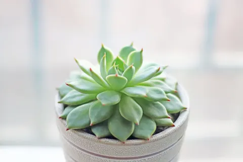 Succulents 4K Wallpaper · flowers · 3840×2560