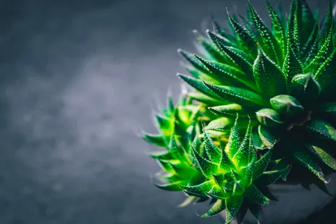Succulents 4K Wallpaper · flowers · 3840×2560