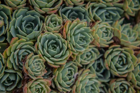 Succulents 4K Wallpaper · flowers · 3840×2563