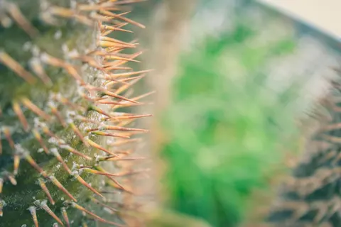 Succulents 4K Wallpaper · flowers · 3840×2560