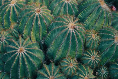 Succulents 4K Wallpaper · flowers · 3840×2593