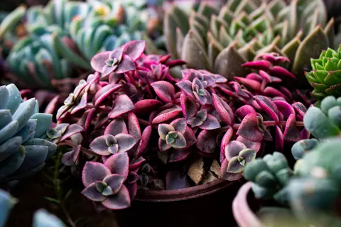 Succulents 4K Wallpaper · flowers · 3840×2560