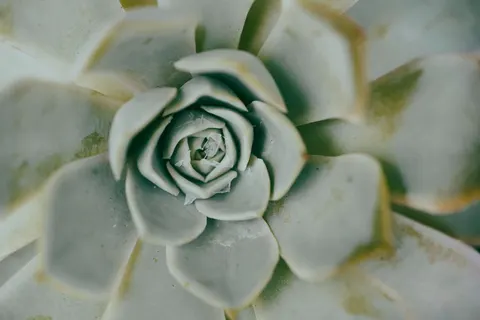 Succulents 4K Wallpaper · flowers · 3840×2560