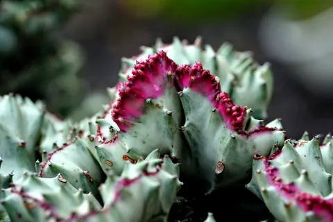 Succulents 4K Wallpaper · flowers · 3840×2560