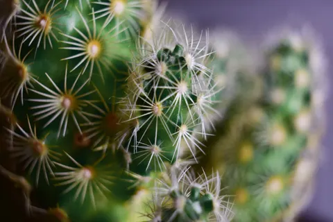 Succulents 4K Wallpaper · flowers · 3840×2560