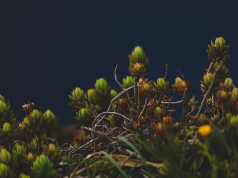 Succulents 4K Wallpaper · flowers · 3840×2880