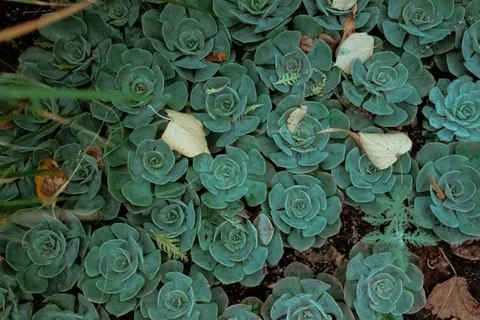 Succulents 4K Wallpaper · flowers · 3840×2560