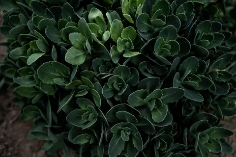 Succulents 4K Wallpaper · flowers · 3840×2560