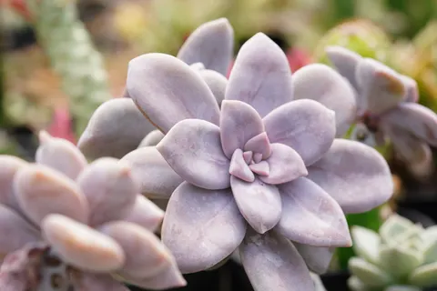 Succulents 4K Wallpaper · flowers · 3840×2561