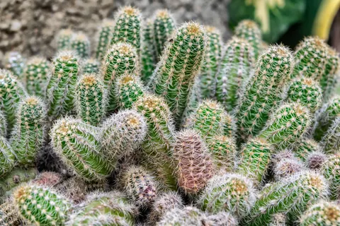 Succulents 4K Wallpaper · flowers · 3840×2560