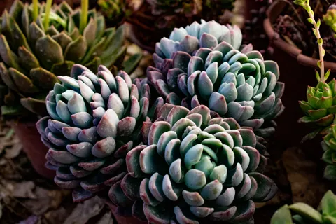 Succulents 4K Wallpaper · flowers · 3840×2560
