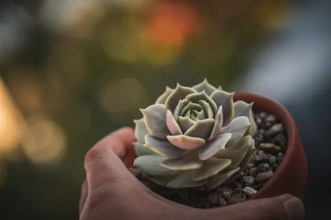 Succulents 4K Wallpaper · flowers · 3840×2560