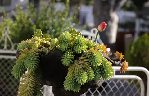 Succulents 4K Wallpaper · flowers · 3840×2474