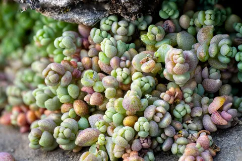 Succulents 4K Wallpaper · flowers · 3840×2564