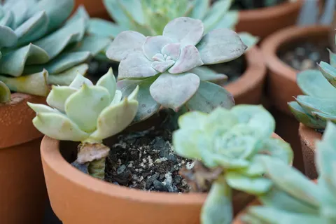 Succulents 4K Wallpaper · flowers · 3840×2560