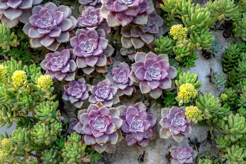 Succulents 4K Wallpaper · flowers · 3840×2560