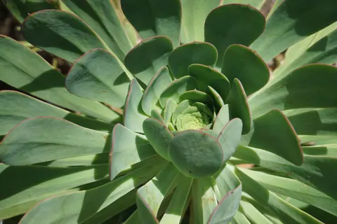 Succulents 4K Wallpaper · flowers · 3840×2560