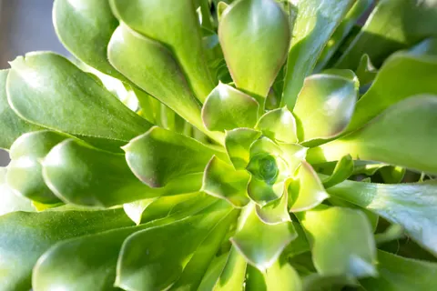 Succulents 4K Wallpaper · flowers · 3840×2560