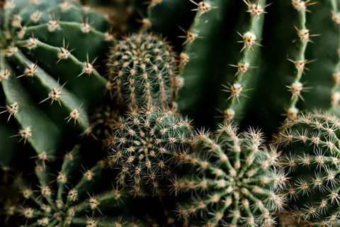 Succulents 4K Wallpaper · flowers · 3840×2560