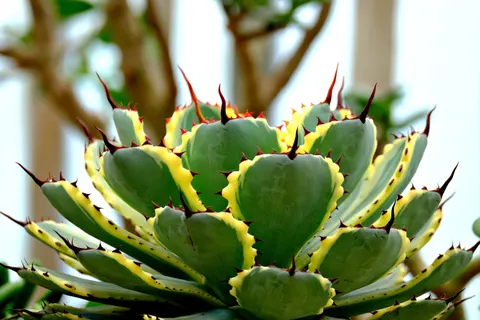 Succulents 4K Wallpaper · flowers · 3840×2560