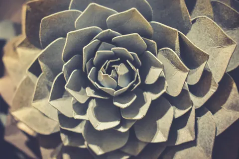 Succulents 4K Wallpaper · flowers · 3840×2560