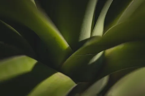 Succulents 4K Wallpaper · flowers · 3840×2560