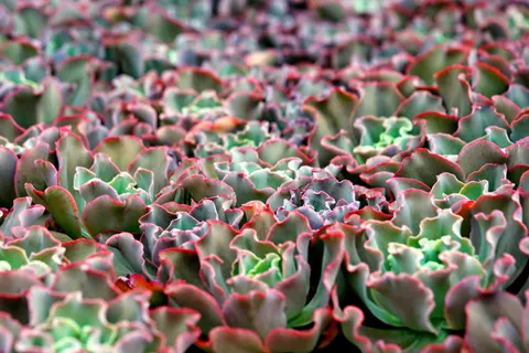 Succulents 4K Wallpaper · flowers · 3840×2560