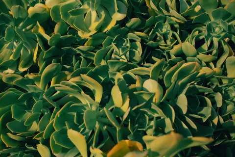 Succulents 4K Wallpaper · flowers · 3840×2560