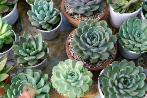 Succulents 4K Wallpaper · flowers · 3840×2560