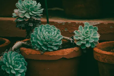 Succulents 4K Wallpaper · flowers · 3840×2560
