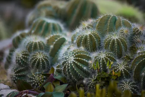 Succulents 4K Wallpaper · flowers · 3840×2560