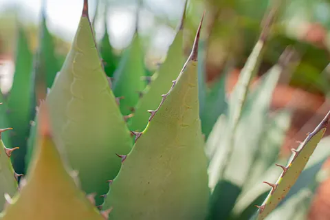 多肉植物 4K壁纸 · flowers · 3840×2560