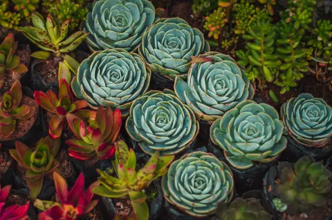 Succulents 4K Wallpaper · flowers · 3840×2553