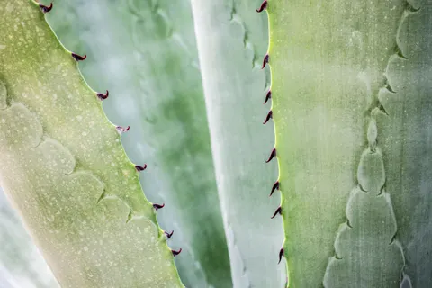 Succulents 4K Wallpaper · flowers · 3840×2560