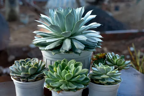 Succulents 4K Wallpaper · flowers · 3840×2560