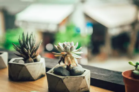 Succulents 4K Wallpaper · flowers · 3840×2563