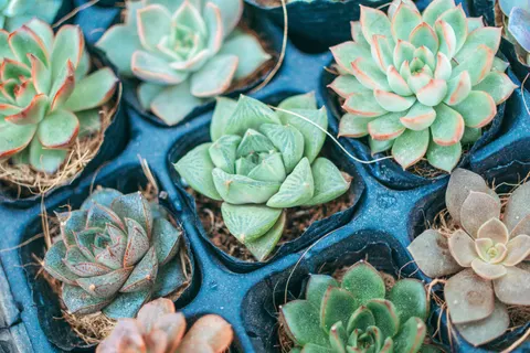 Succulents 4K Wallpaper · flowers · 3840×2560