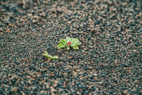 Succulents 4K Wallpaper · flowers · 3840×2565