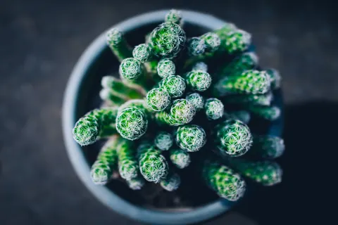 Succulents 4K Wallpaper · flowers · 3840×2560