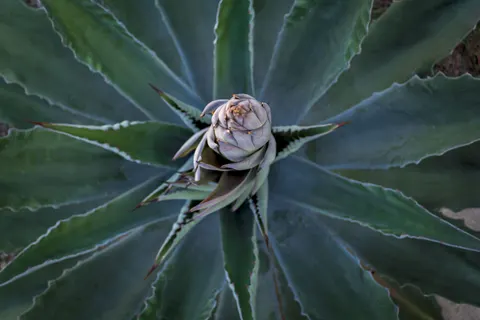 Succulents 4K Wallpaper · flowers · 3840×2560