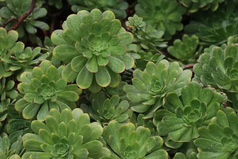 Succulents 4K Wallpaper · flowers · 3840×2560