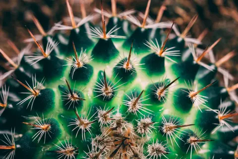 Succulents 4K Wallpaper · flowers · 3840×2560