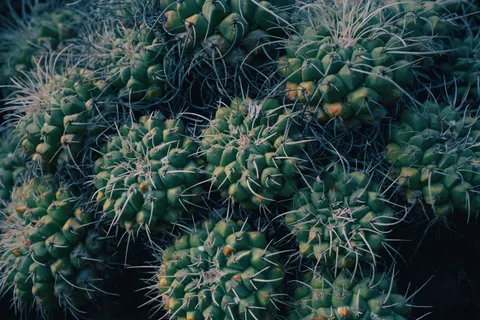 Succulents 4K Wallpaper · flowers · 3840×2560