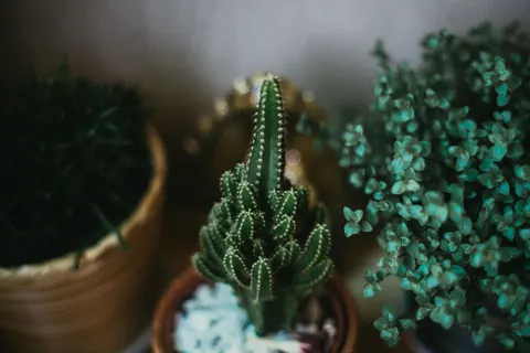 Succulents 4K Wallpaper · flowers · 3840×2560