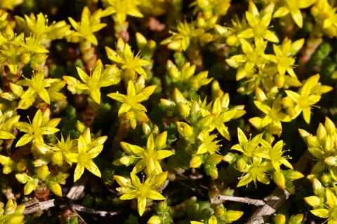Succulents 4K Wallpaper · flowers · 3840×2560